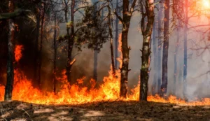 dont-get-burned-cost-recovery-fines-and-potential-jail-time-for-causing-wildfires